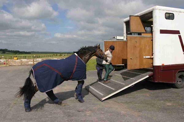 Horse
